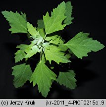 Chenopodium suecicum (komosa zielona)