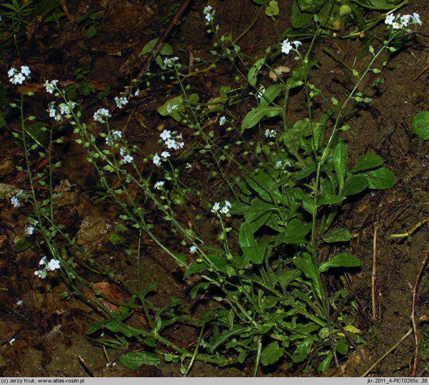 Myosotis decumbens ssp. kerneri (niezapominajka rozłogowa Kernera)