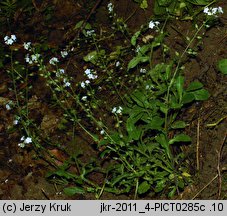 Myosotis decumbens ssp. kerneri (niezapominajka rozłogowa Kernera)