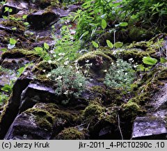 Saxifraga sponhemica (skalnica zwodnicza)