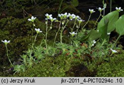 Saxifraga sponhemica (skalnica zwodnicza)