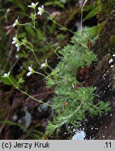 Saxifraga sponhemica (skalnica zwodnicza)