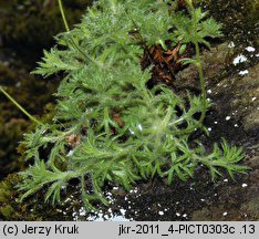 Saxifraga sponhemica (skalnica zwodnicza)