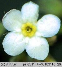 Myosotis decumbens ssp. kerneri (niezapominajka rozłogowa Kernera)