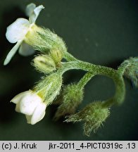 Myosotis decumbens ssp. kerneri (niezapominajka rozłogowa Kernera)