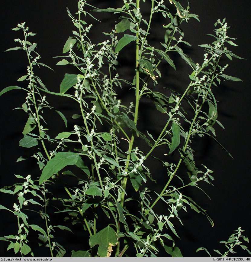 Chenopodium suecicum (komosa zielona)