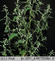 Chenopodium suecicum (komosa zielona)