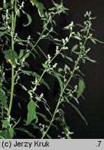 Chenopodium suecicum (komosa zielona)