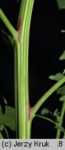 Chenopodium suecicum (komosa zielona)