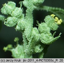 Chenopodium suecicum (komosa zielona)