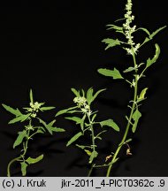 Chenopodium ficifolium (komosa jesienna)