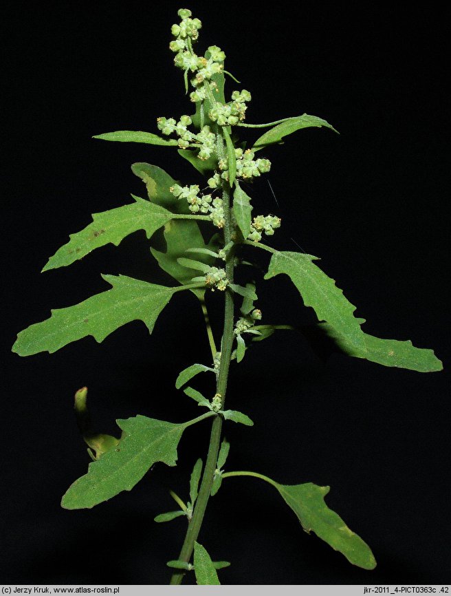 Chenopodium ficifolium (komosa jesienna)