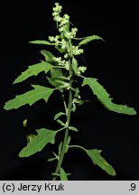 Chenopodium ficifolium (komosa jesienna)