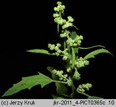 Chenopodium ficifolium (komosa jesienna)