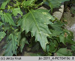 Chenopodium rubrum