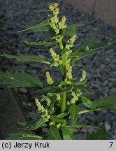 Chenopodium rubrum