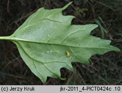 Chenopodium rubrum