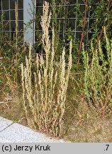 Chenopodium striatiforme (komosa drobnolistna)