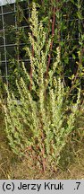 Chenopodium striatiforme (komosa drobnolistna)