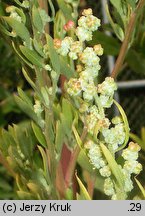 Chenopodium striatiforme (komosa drobnolistna)