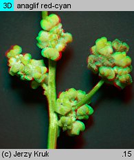 Chenopodium ficifolium (komosa jesienna)