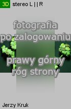 Chenopodium ficifolium (komosa jesienna)