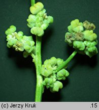 Chenopodium ficifolium (komosa jesienna)