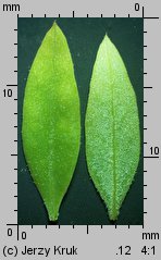 Chenopodium striatiforme (komosa drobnolistna)