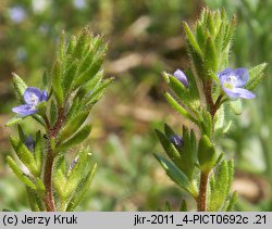 Veronica verna (przetacznik wiosenny)