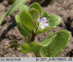 Veronica sublobata (przetacznik blady)