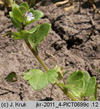 Veronica sublobata (przetacznik blady)