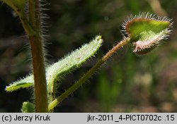 Veronica sublobata (przetacznik blady)