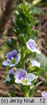 Veronica serpyllifolia (przetacznik macierzankowy)