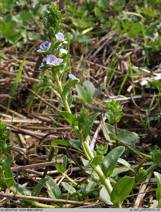 Veronica serpyllifolia (przetacznik macierzankowy)