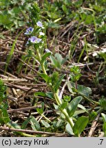 Veronica serpyllifolia (przetacznik macierzankowy)