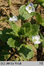 Veronica agrestis (przetacznik rolny)