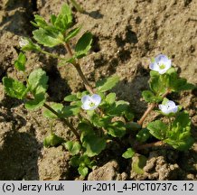 Veronica agrestis (przetacznik rolny)