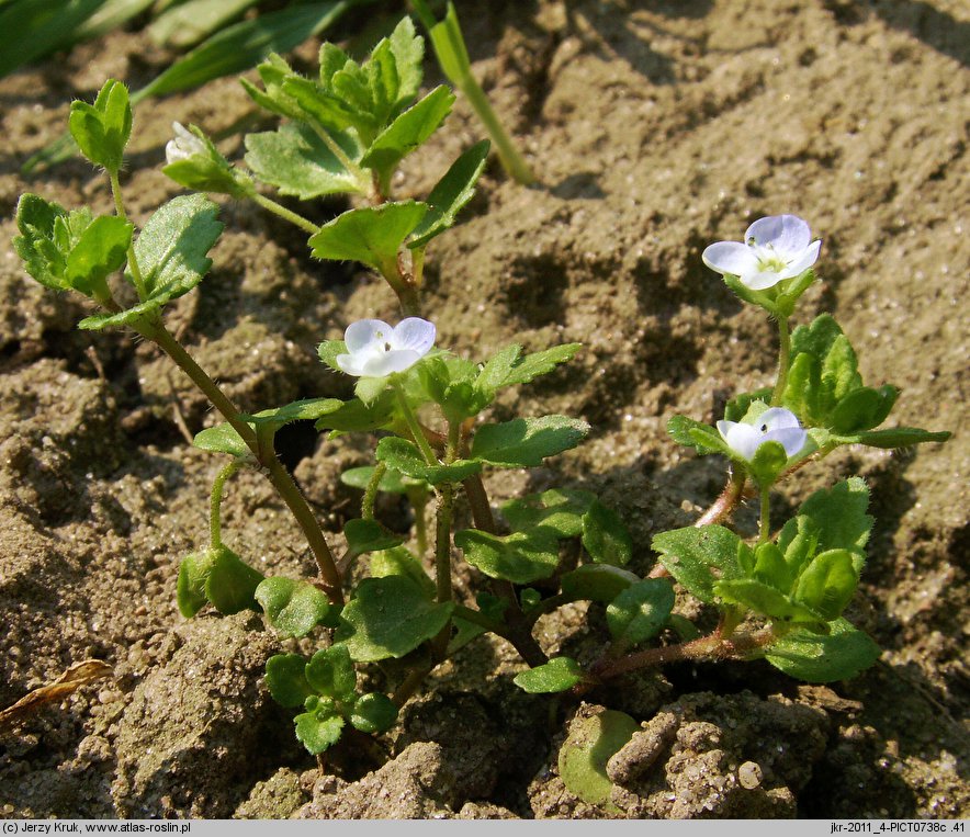 Veronica agrestis (przetacznik rolny)