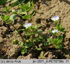 Veronica agrestis (przetacznik rolny)