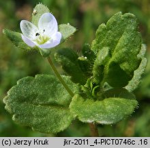 Veronica agrestis (przetacznik rolny)