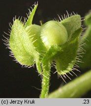 Veronica sublobata (przetacznik blady)