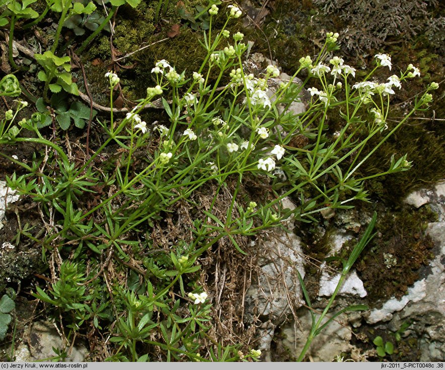 Galium cracoviense (przytulia krakowska)