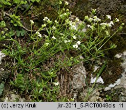 Galium cracoviense (przytulia krakowska)