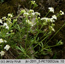 Galium cracoviense (przytulia krakowska)