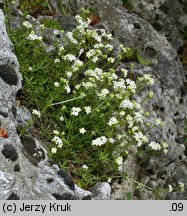 Galium cracoviense (przytulia krakowska)