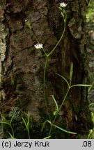 Stellaria longifolia (gwiazdnica długolistna)