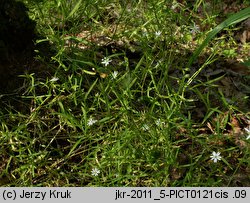 Stellaria longifolia (gwiazdnica długolistna)