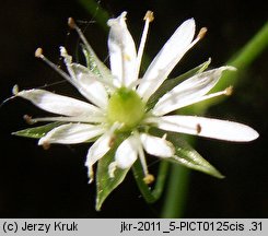 Stellaria longifolia (gwiazdnica długolistna)