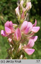 Onobrychis viciifolia (sparceta siewna)