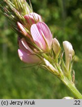 Onobrychis viciifolia (sparceta siewna)